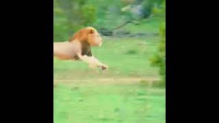 Plains Camp Male Lion Chasing Lone Tsalala Lioness | Expect cubs in Future | 30 November 2024