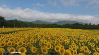 矢巾町煙山ひまわり畑201608 3