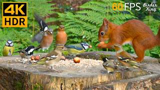 Cat TV for Cats to Watch 😺❤️ Eye-catching Birds and Red Squirrels 🐿 Nature Fun 4K HDR 60FPS