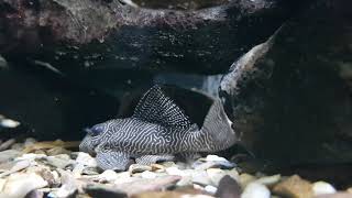 L260 Queen Arabesque Pleco