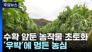 수확 앞둔 농작물 초토화...'우박'에 멍든 농심 / YTN