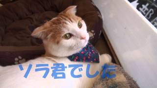 cafe犬猫人＜ソラくん＞　京都　猫カフェ