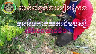 #397 - ពាក់ព័ន្ធនឹងរបៀបសែន មុននឹងកាប់យកដើមឫស្សី តើសែនយ៉ាងមិច?