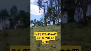 አዲስ የመጣ ድል#አማራ #ለፋኖ#funny #automobile #ethopianmusic #ethio