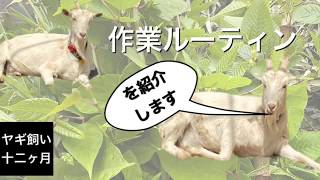 ヤギ舎作業ルーティン　【ヤギ飼い十二か月】