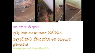 mi amma දරු සෙනෙහසට වෙන මොන සාක්කිද