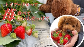 #47【トイプードル初のイチゴ】実食！いちご狩りで初めての苺を味わったらどんな反応？（前回の動画からすっかり目はよくなりました）