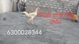 6300028344 బ్రీడింగ్ క్వాలిటీ పట్టా