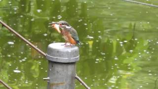 東京生き物図鑑　金魚を食べるカワセミ＠善福寺公園