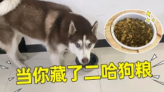 哈士奇：我饭呢？我刚刚那么大一碗饭呢【哈仔十一】