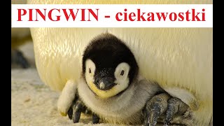 PINGWIN - Ciekawostki o Zwierzętach