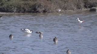 Ruff, Combattente-Black-tailed Godwits, Pittima reale- Pied Avocet, Avocetta Black-winged stilt