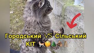 Городський VS Сільський КІТ 🐈🤫🌲🪵🪜 #funnycat #shorts #phil #memes