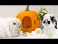 Will my bunnies care for pumpkin? ASMR