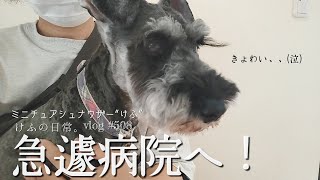 急遽病院へ！けふの日常。【miniature schnauzer 】 【 vlog 】 #508