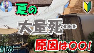 夏は大量死にご用心！原因は○○【初心者向けアクアリウム基礎知識】＃１６３ ～美心めだか～