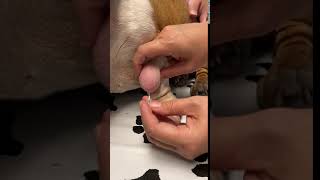 Lipoma in Dogs: Fine Needle Aspiration by a Veterinarian