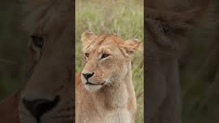 Maasai Mara Sightings Today 15/08/21 (Lions, Buffalo, etc) | Zebra Plains | #Wildlife #ShortsAfrica