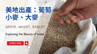 【以色列】美地出產：葡萄、小麥、大麥 | 亞洲旅遊 | Israel Travel | 自助旅行 | 行腳紀錄