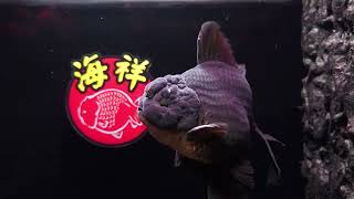 海祥金魚 黑泰獅