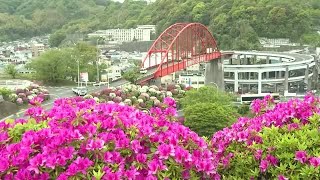 ８３００本の紅白のツツジが見ごろ　呉市・音戸大橋 (2023/04/26 12:05)