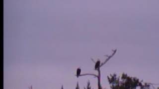 16:23 both eagle found on mishi