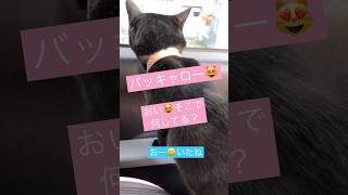 【天才お喋り猫】毒舌で野良猫さんにご挨拶！ #しゃべる猫 #天才猫