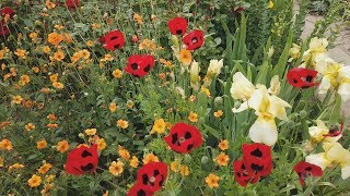 Sissinghurst Garden June 2019