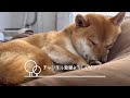 マッサージしてたら、ウィンクいただきました　 柴犬　 柴犬とん