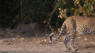 A Leopard Cub Gets On-the-Job Training from Mom