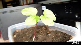 アサガオの成長（１）（タイムラプス）；GROWTH OF MORNING GLORY #1, TIMELAPSE