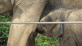 小象アルンのやんちゃな一日🐘