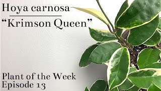 How To Care For Hoya carnosa “Krimson Queen” | Plant Of The Week Ep. 13