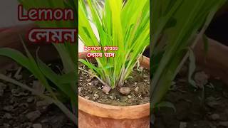 লেমন ঘাস টবে কিভাবে সহজেই করবেন // How to grow and care Lemon grass in pot at home  #lemongrass