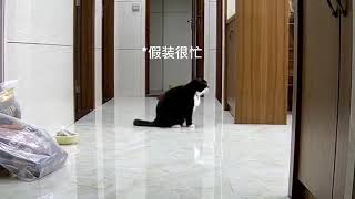 果然猫尴尬的时候就会假装很忙 哔哔哔哔哔哔小猫声 万物可爱计划