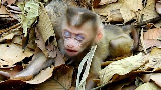 Million sad! Just born baby monkey Lily too tired with mom Libby because trying to abandon her alone