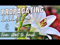 Lily Propagation: How to Scale Lily Bulbs - Multiplying Lily Bulbs in the Cut Flower Garden