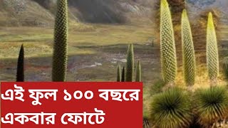 এই ফুল 100 বছরে একবার ফোটে || Puya raimondii flower