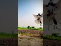 roller pigeon attitude 😱😱😱😱 viral viralvideo kabutar kabootar pigeon