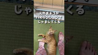 元野良猫がハイテンションで邪魔してくるｗ #shorts