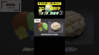 脳頭蓋の機能と役割　#15  頭蓋骨【3Dで学ぶ解剖学】複雑な頭蓋骨の位置関係を理解しよう！　#頭蓋骨