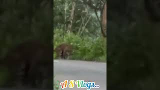 Leopard Roaming in Roadside..