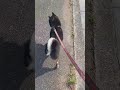 おしりフリフリ散歩する柴犬🐶🍀 柴犬 dog short