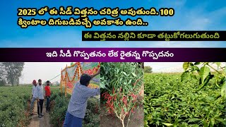 100 క్వింటాలు దిగుబడి3 ఎకరాల్లో వస్తుందంటూ ఉన్న రైతన్న#ఎర్ర నల్లి వైరస్ నో తట్టుకోగల దమ్మున్న సీడ్