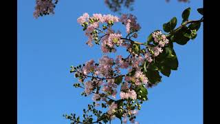 サルスベリの花