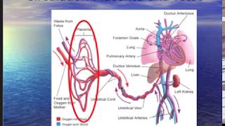 DAROGA Placenta Part One. Anatomy, physiology and circulation