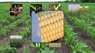 Telugu language- Maize crop improved package of practices educational video from Nuziveedu Seeds