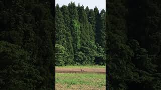 でっかい鳥かわいいな