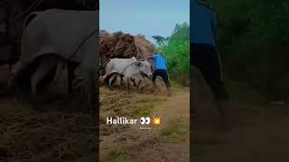 Powerful hallikar cows 👀💥#hallikarbullcart #hallikarcows #hallikar