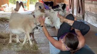 Tawna Fenske Salem Goat Yoga